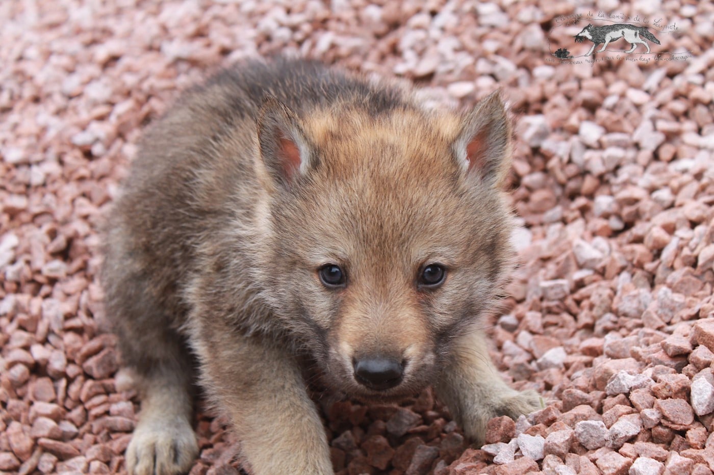 Chien-loup tchecoslovaque - De La Tanière De La Loupiote