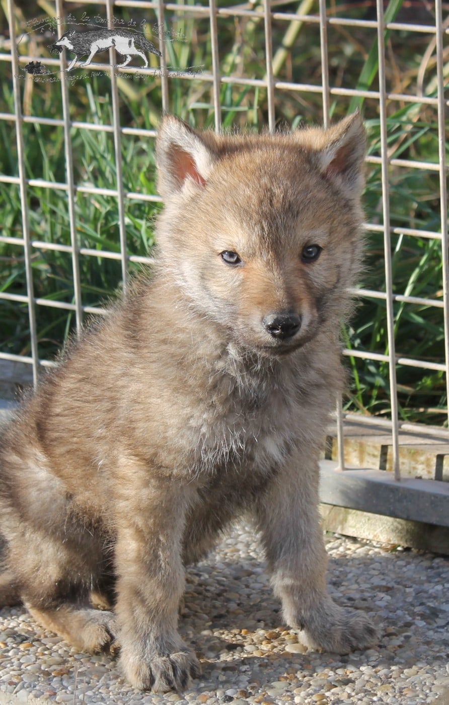 Chien-loup tchecoslovaque - De La Tanière De La Loupiote
