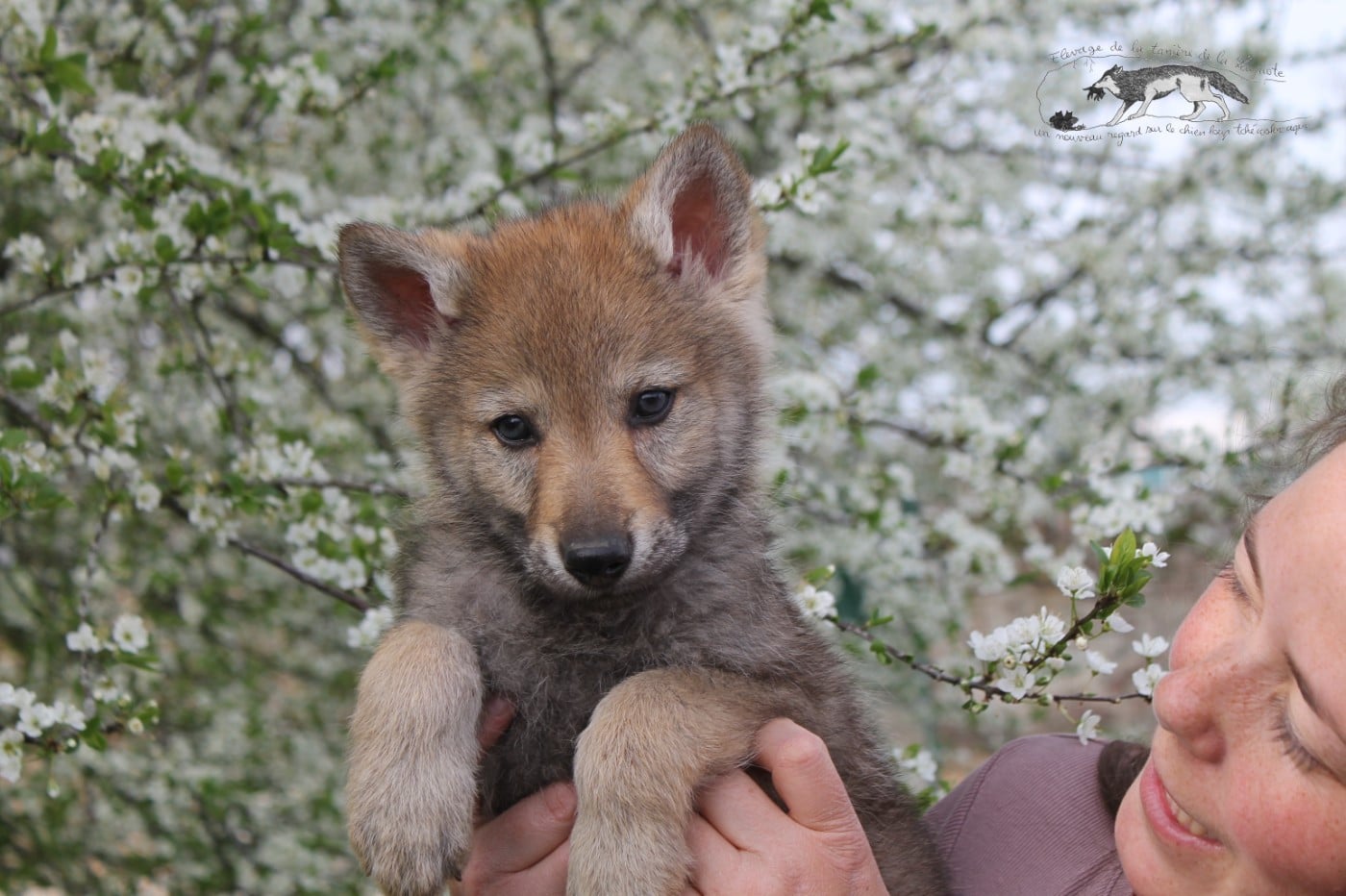 Chien-loup tchecoslovaque - De La Tanière De La Loupiote
