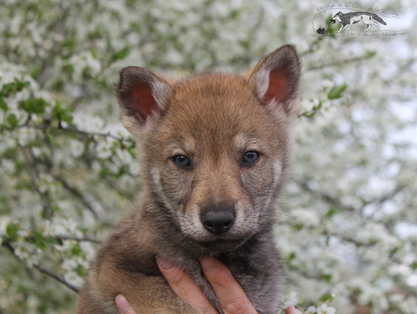 Chien-loup tchecoslovaque - De La Tanière De La Loupiote