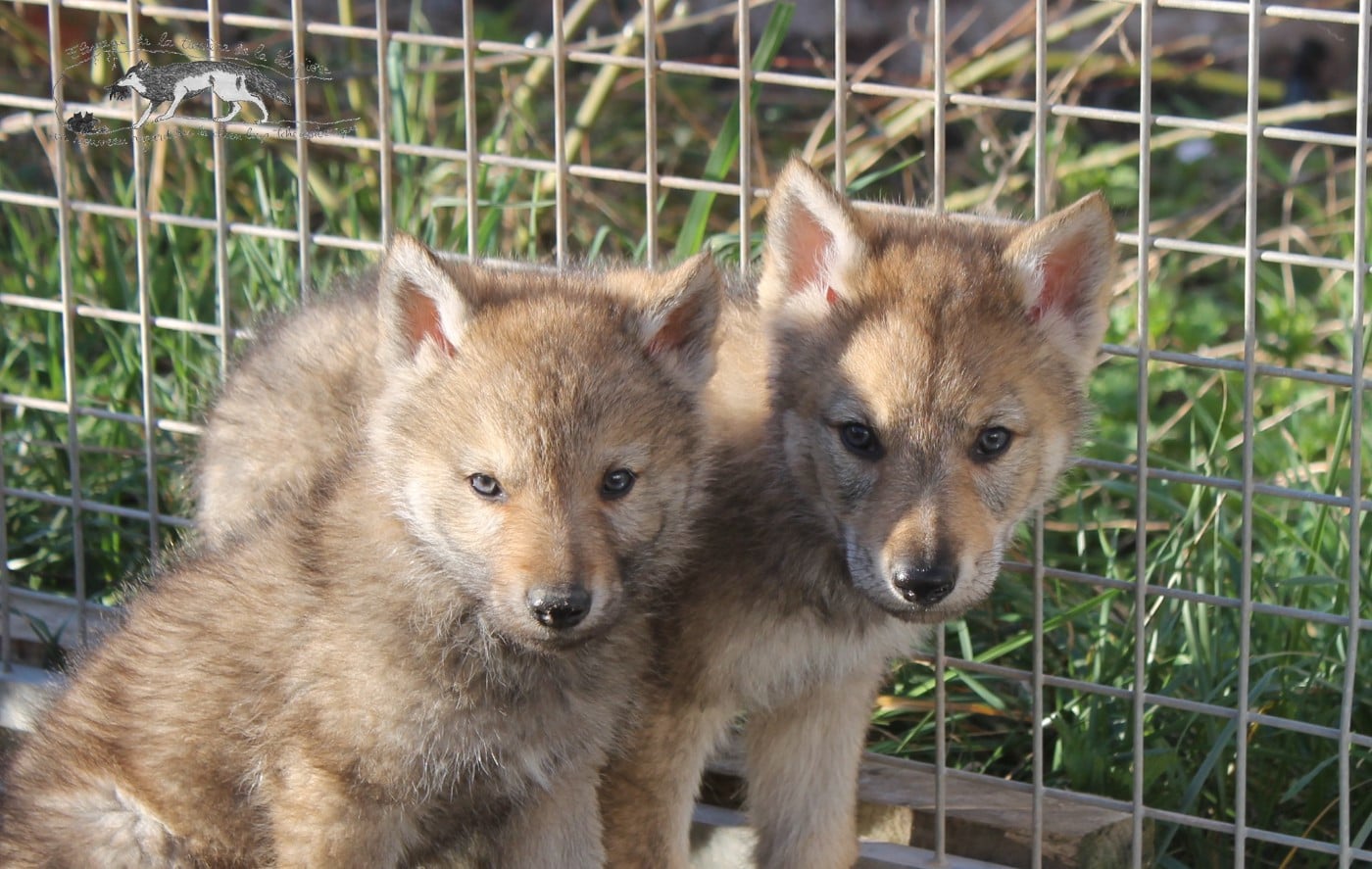 Chien-loup tchecoslovaque - De La Tanière De La Loupiote