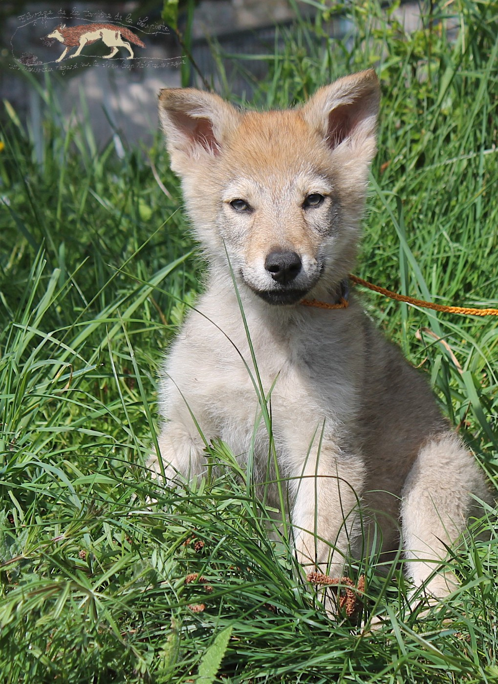 Chien-loup tchecoslovaque - De La Tanière De La Loupiote
