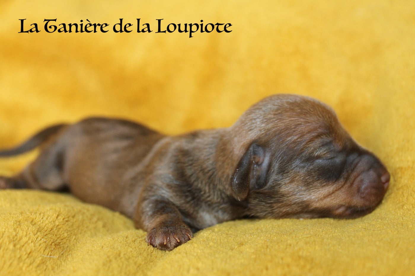 Teckel poil dur - De La Tanière De La Loupiote