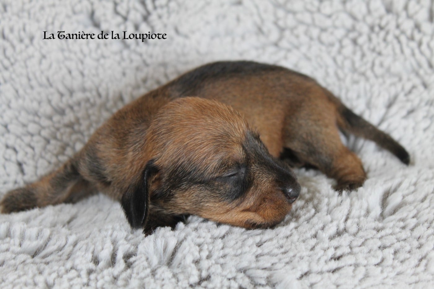 CHIOT 4 - Teckel poil dur