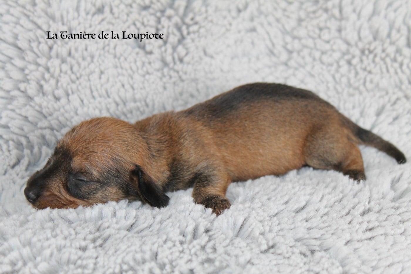 CHIOT 3 - Teckel poil dur