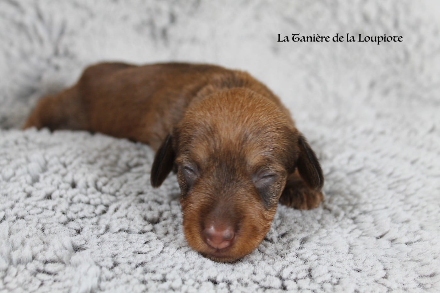 Teckel poil dur - De La Tanière De La Loupiote