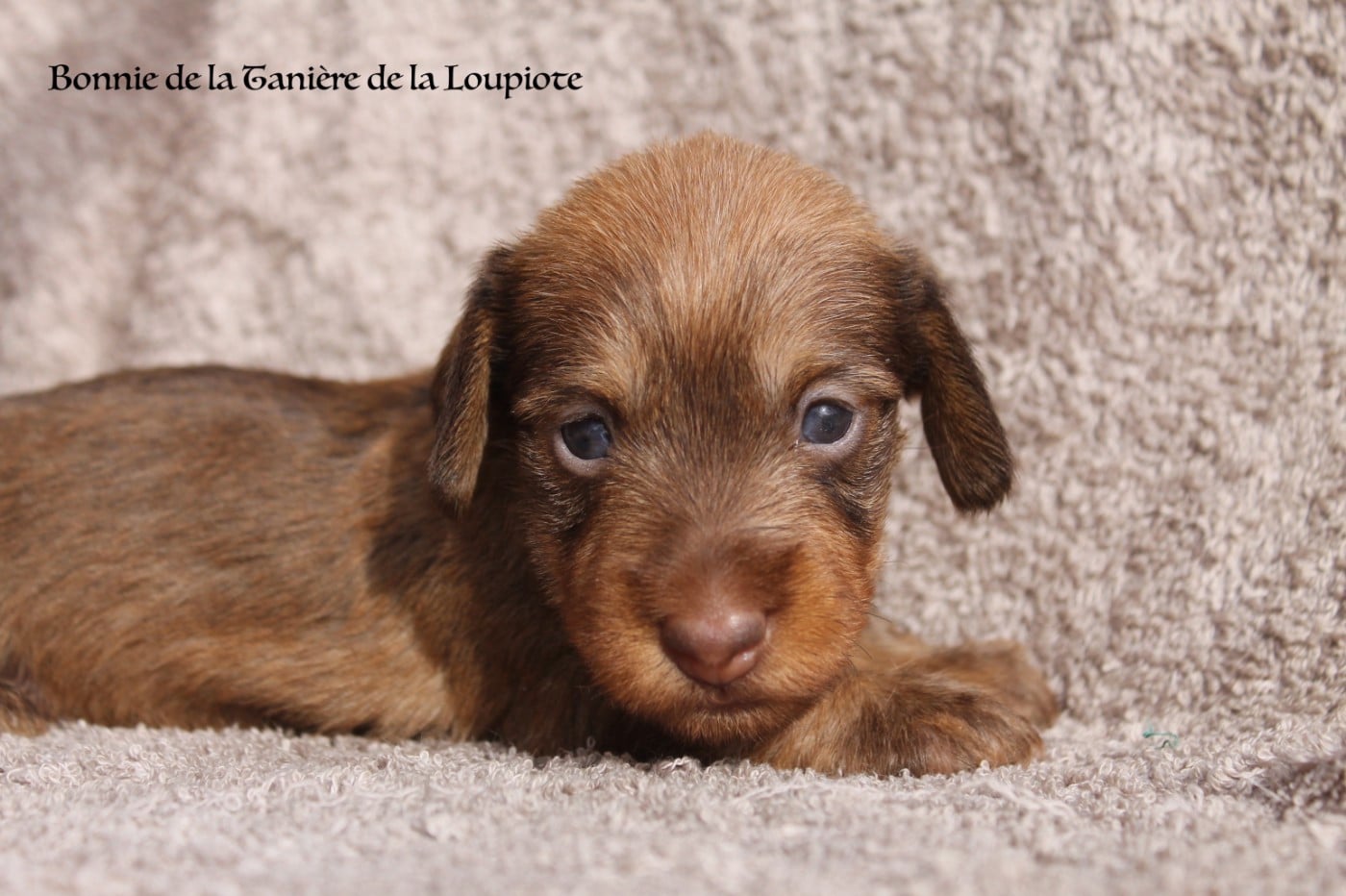 Teckel poil dur - De La Tanière De La Loupiote