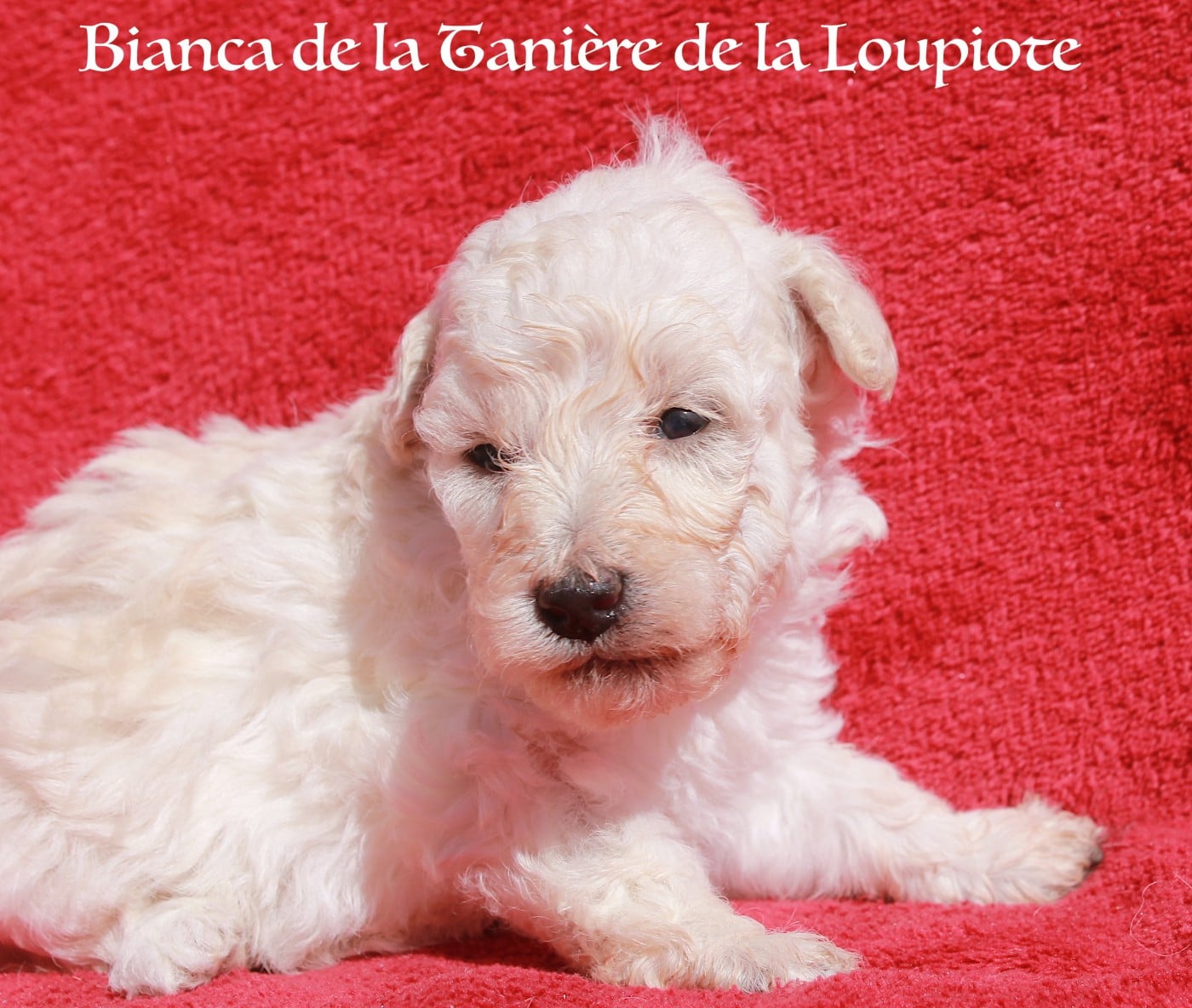 Caniche - De La Tanière De La Loupiote