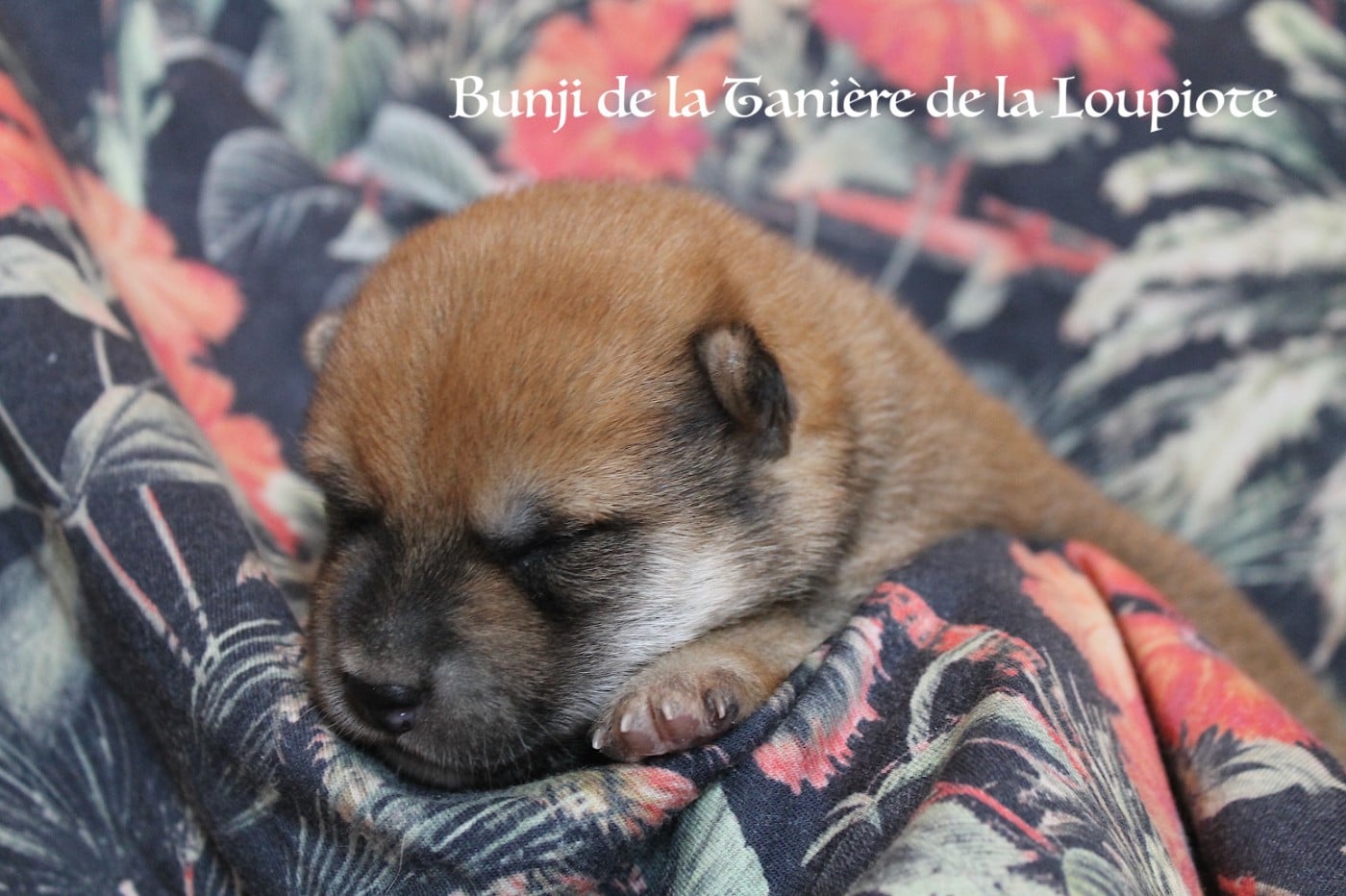 Shiba - De La Tanière De La Loupiote