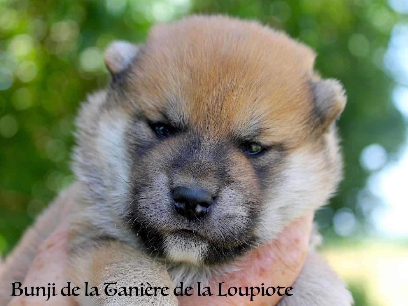 Shiba - De La Tanière De La Loupiote