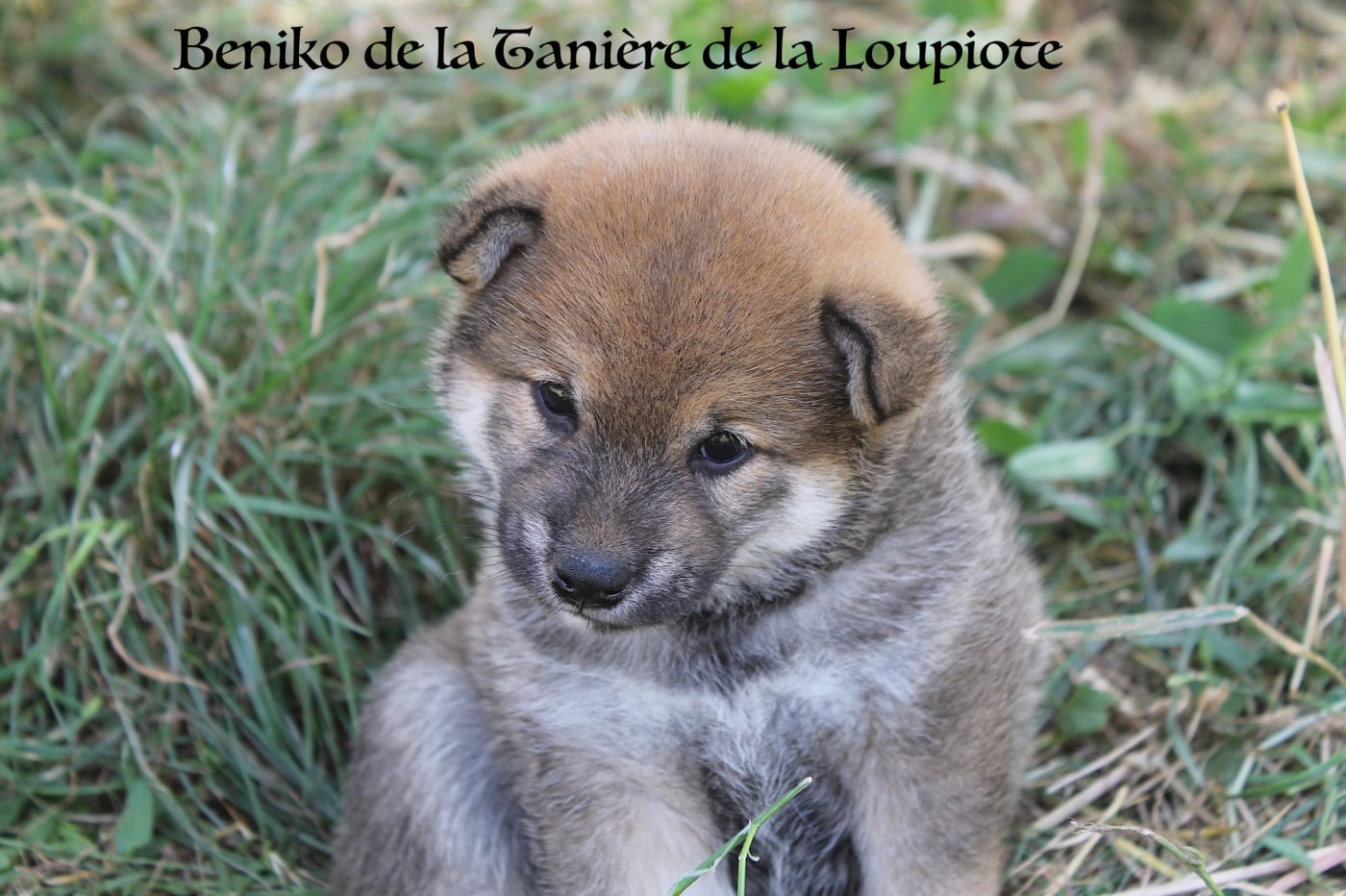 Chiot N°2