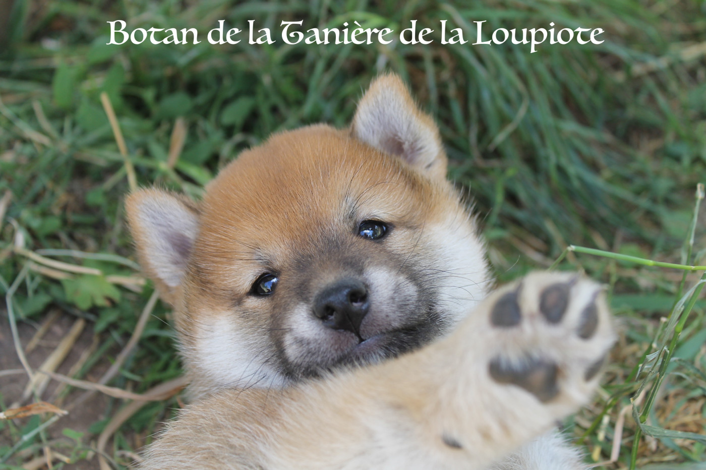 Chiot N°1