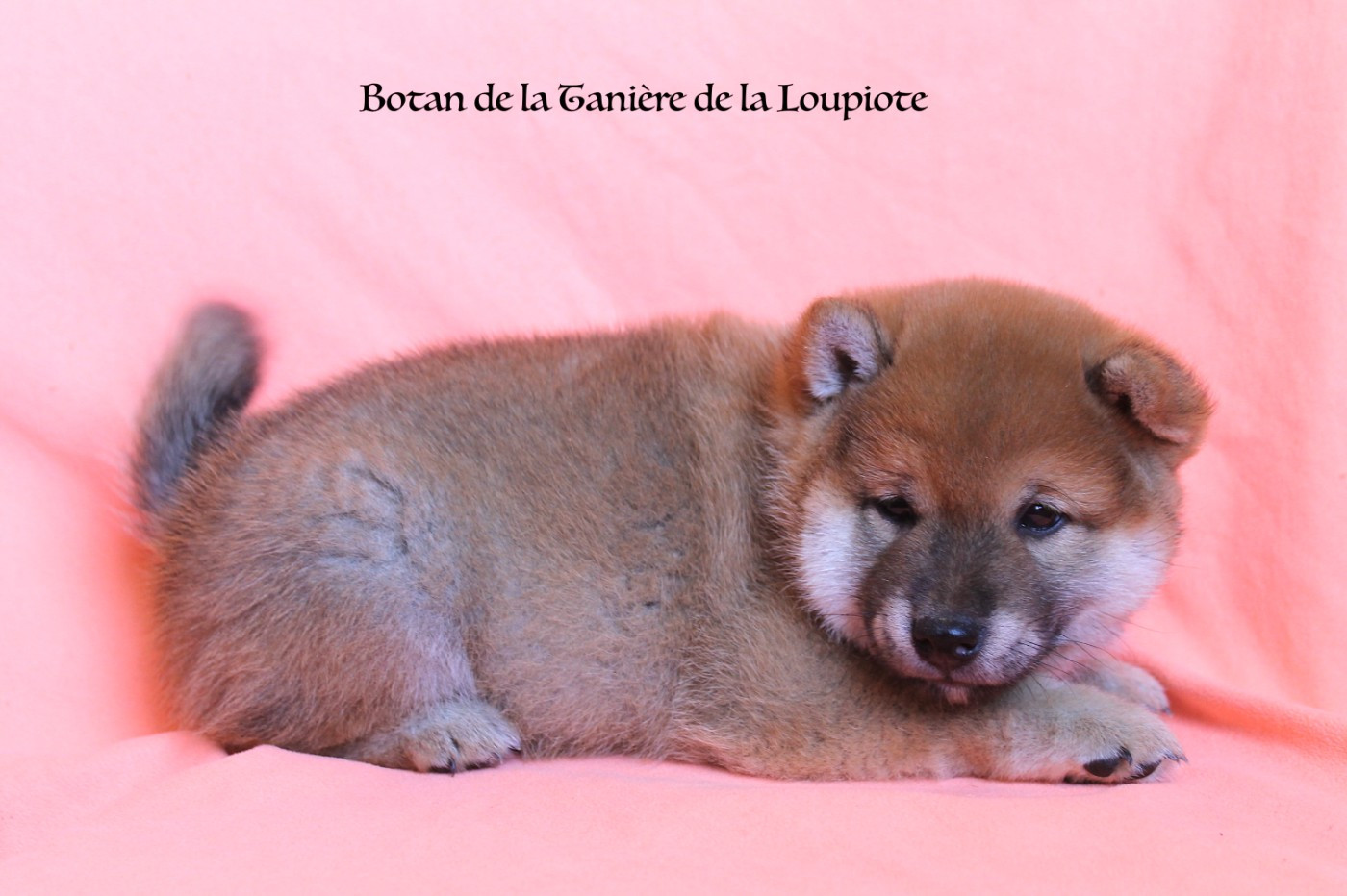 Chiot N°1