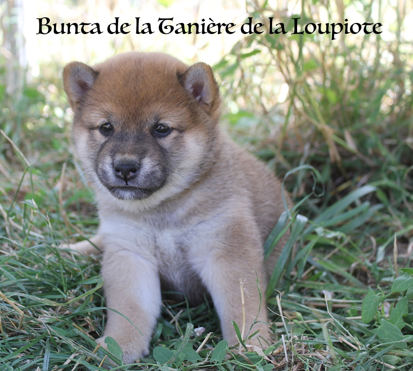 Chiot N°5