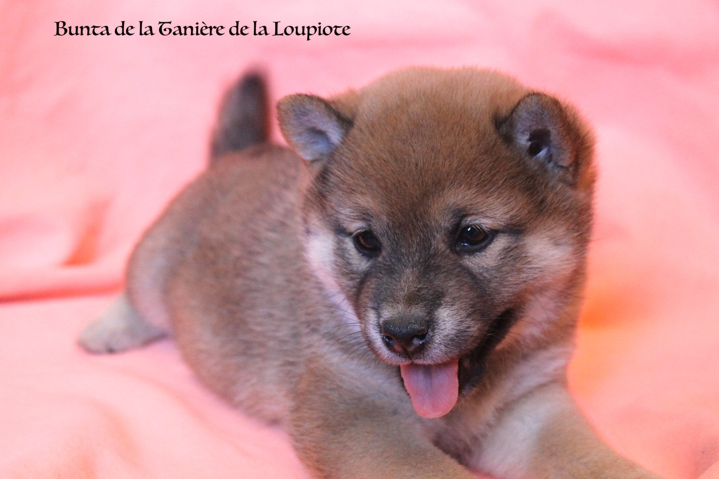 Chiot N°5