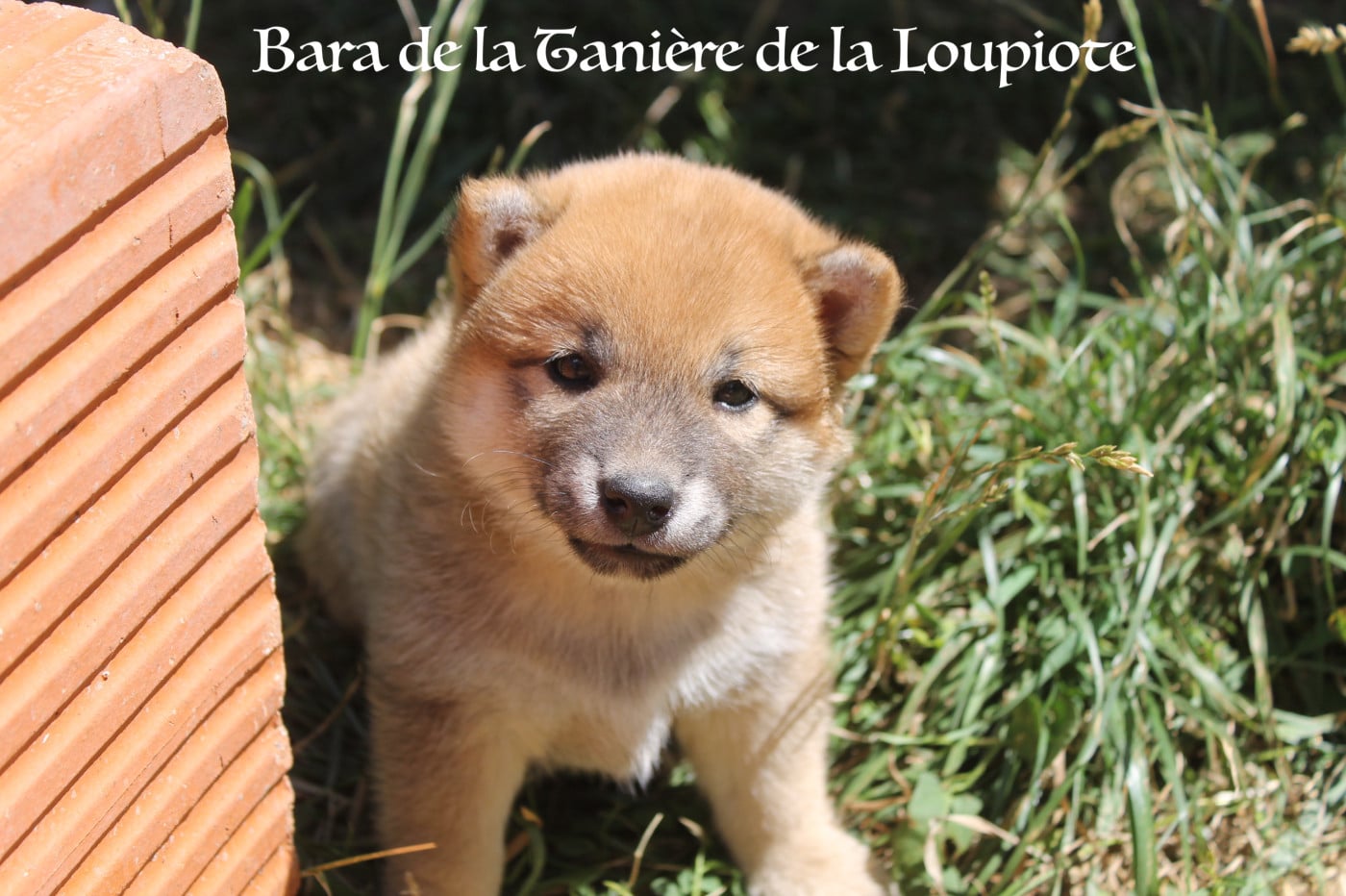 Chiot N°4