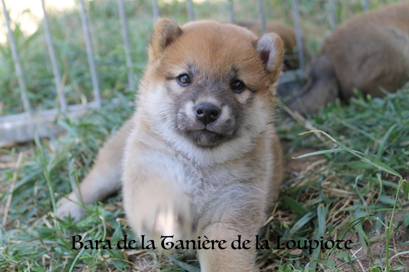 Chiot N°4