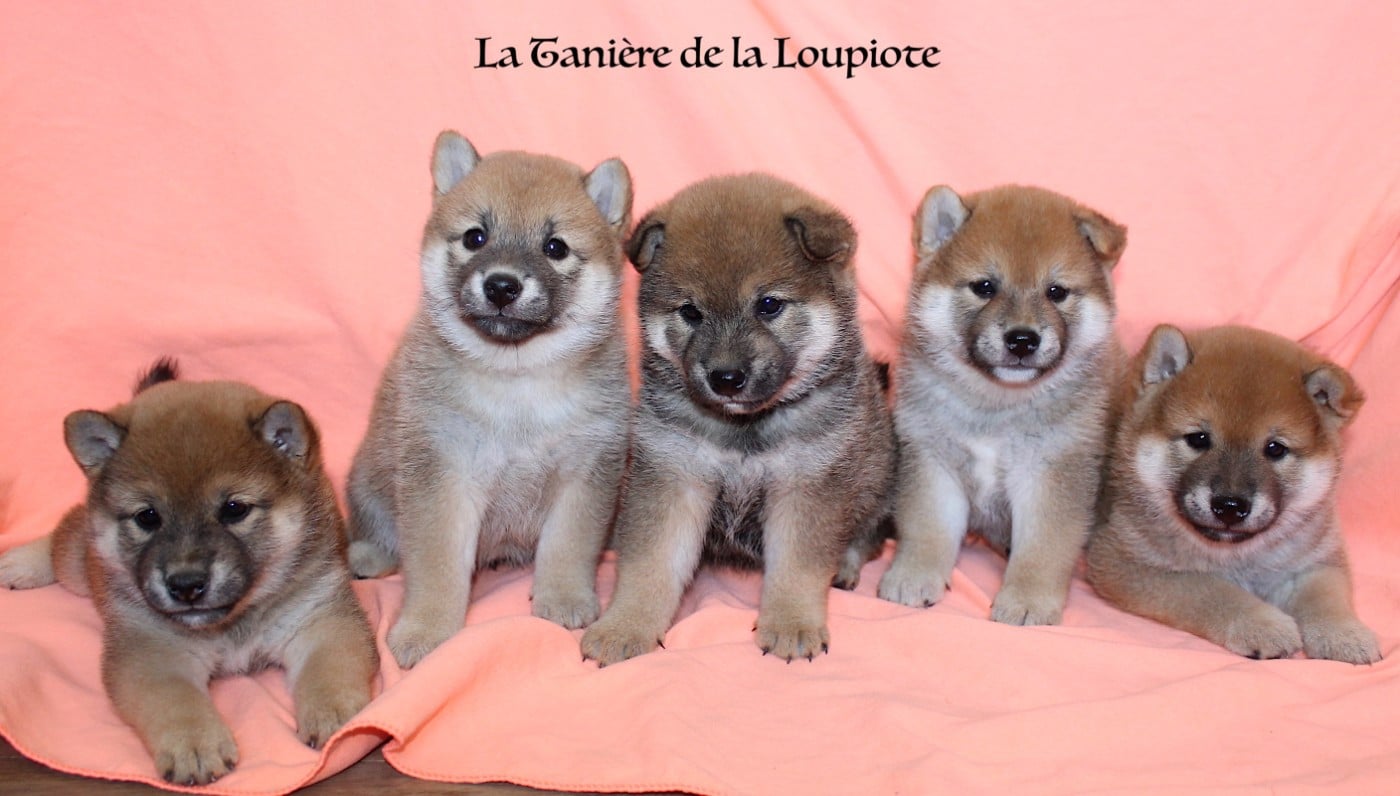 Shiba - De La Tanière De La Loupiote