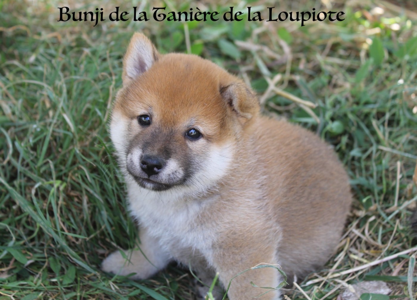 Chiot N°3