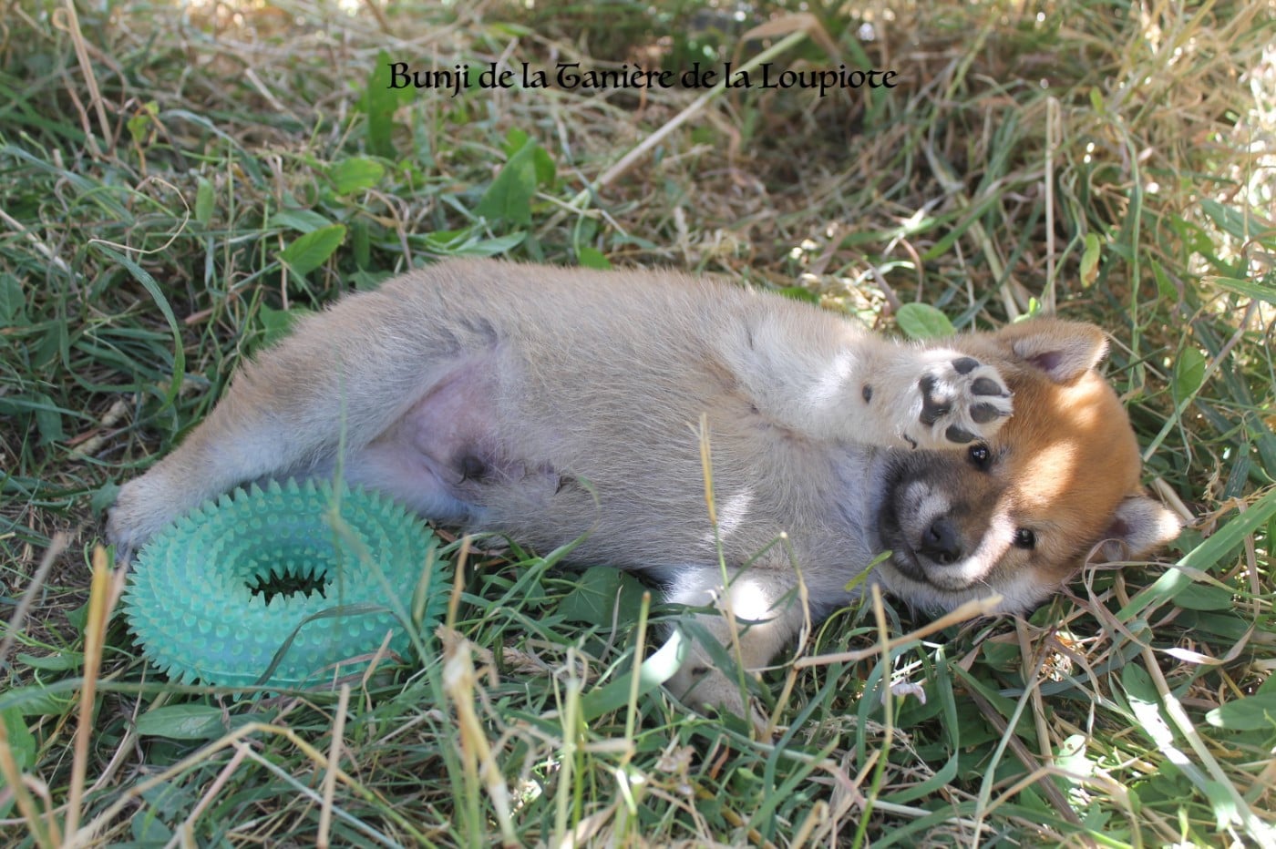 Chiot N°3