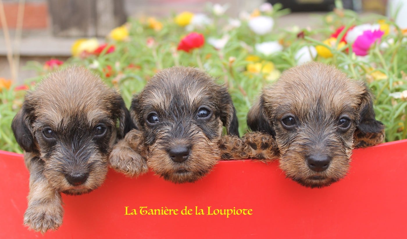 Teckel poil dur - De La Tanière De La Loupiote