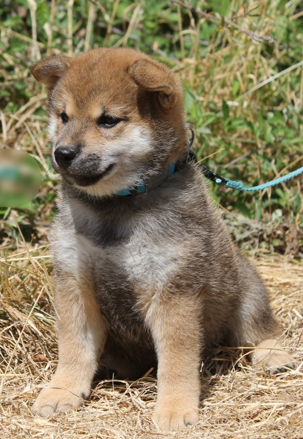 Chiot N°2