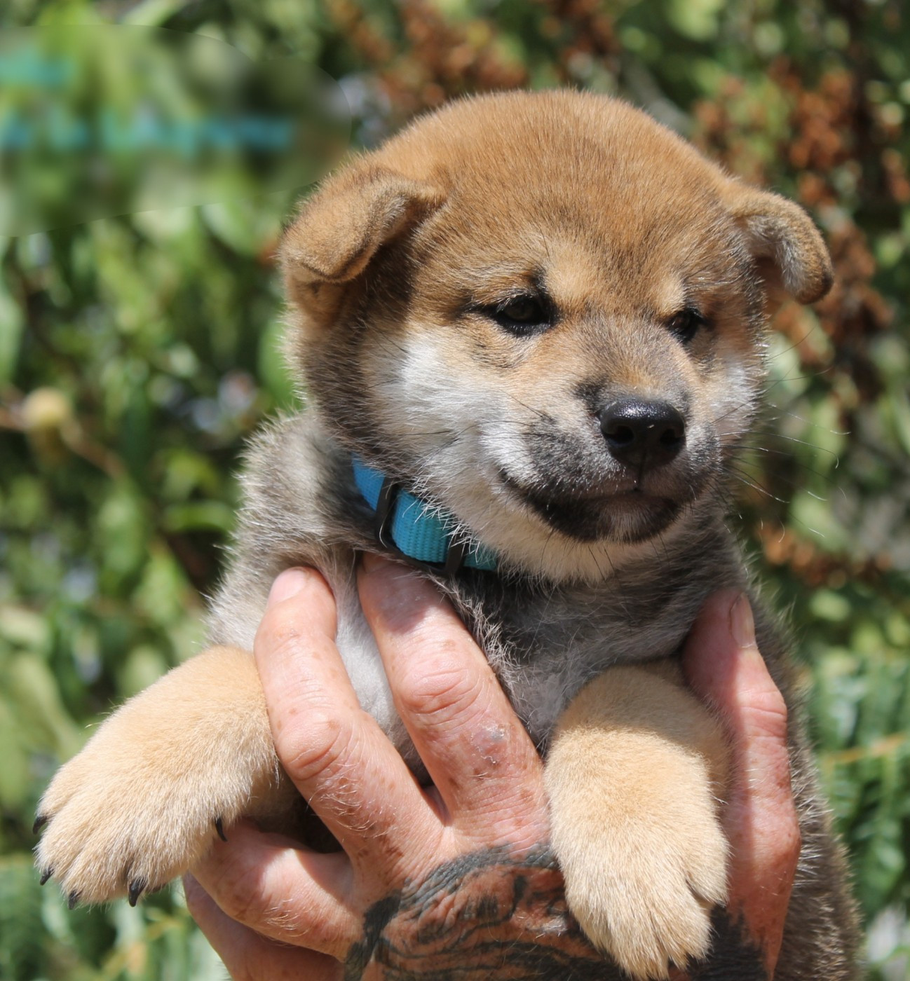 Chiot N°2