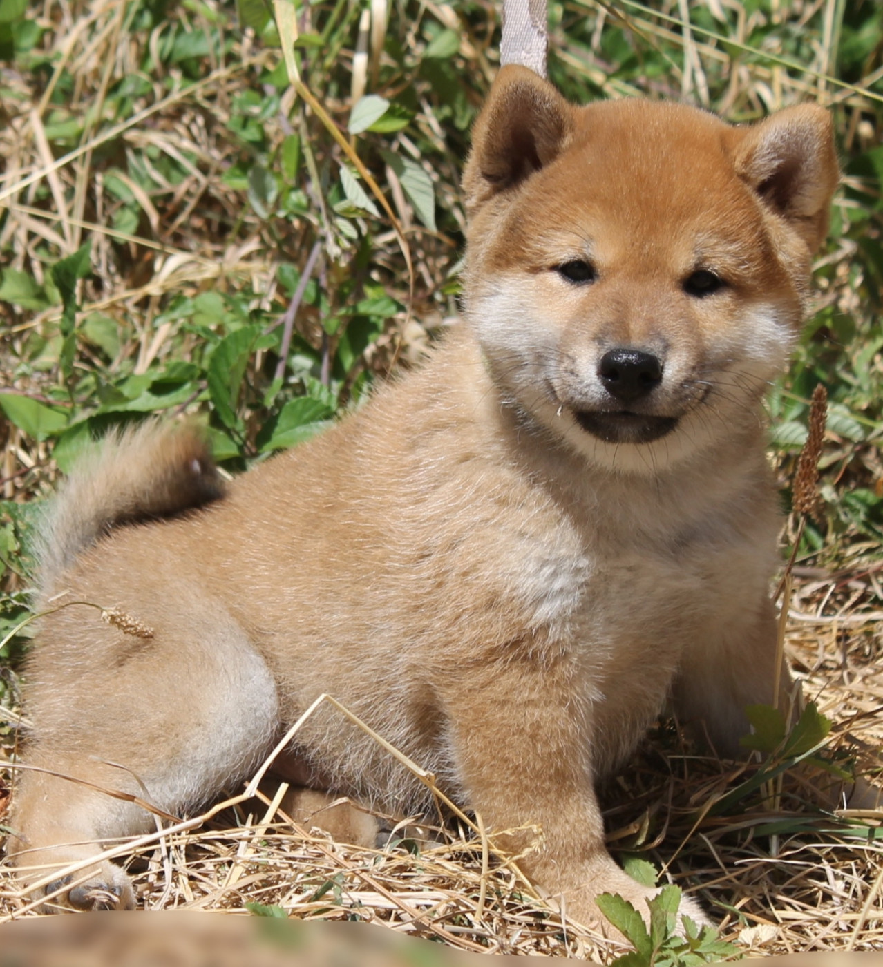 Chiot N°3