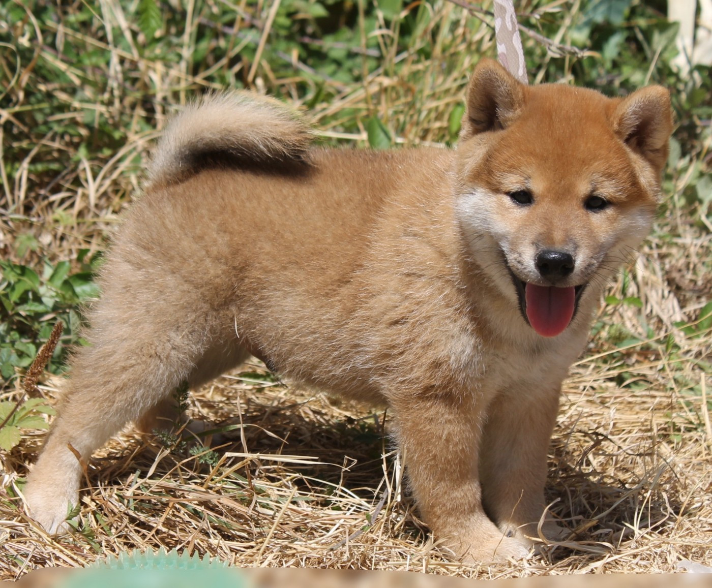 Chiot N°3