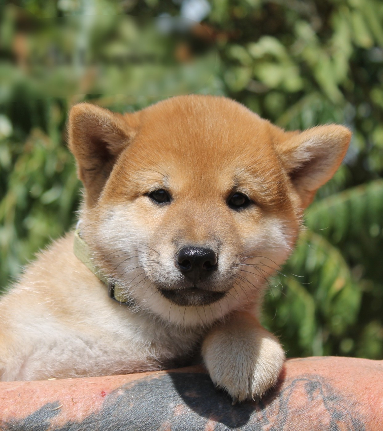 Chiot N°3