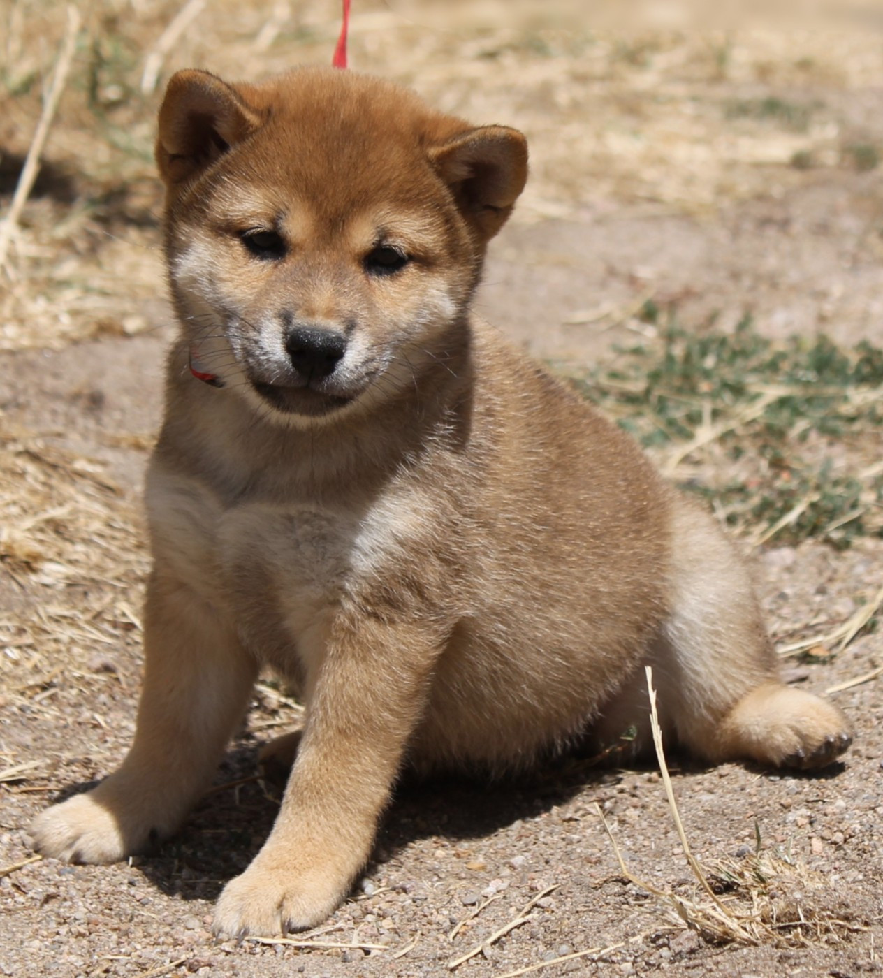 Chiot N°4