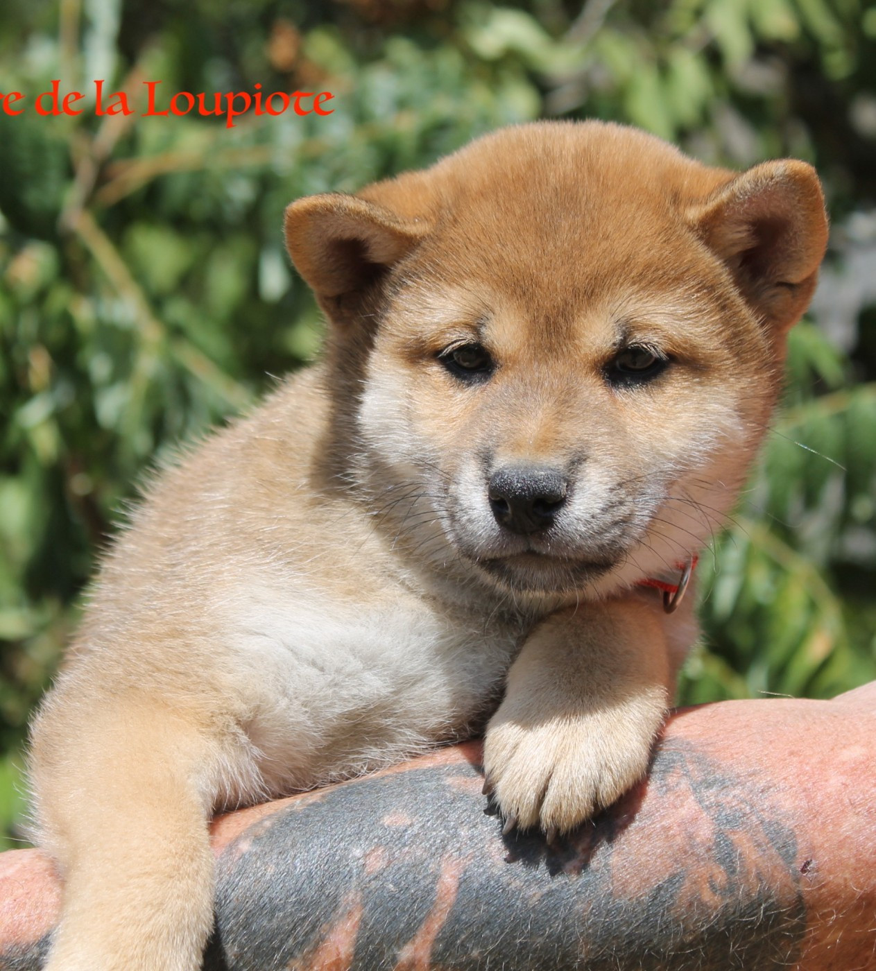 Chiot N°4