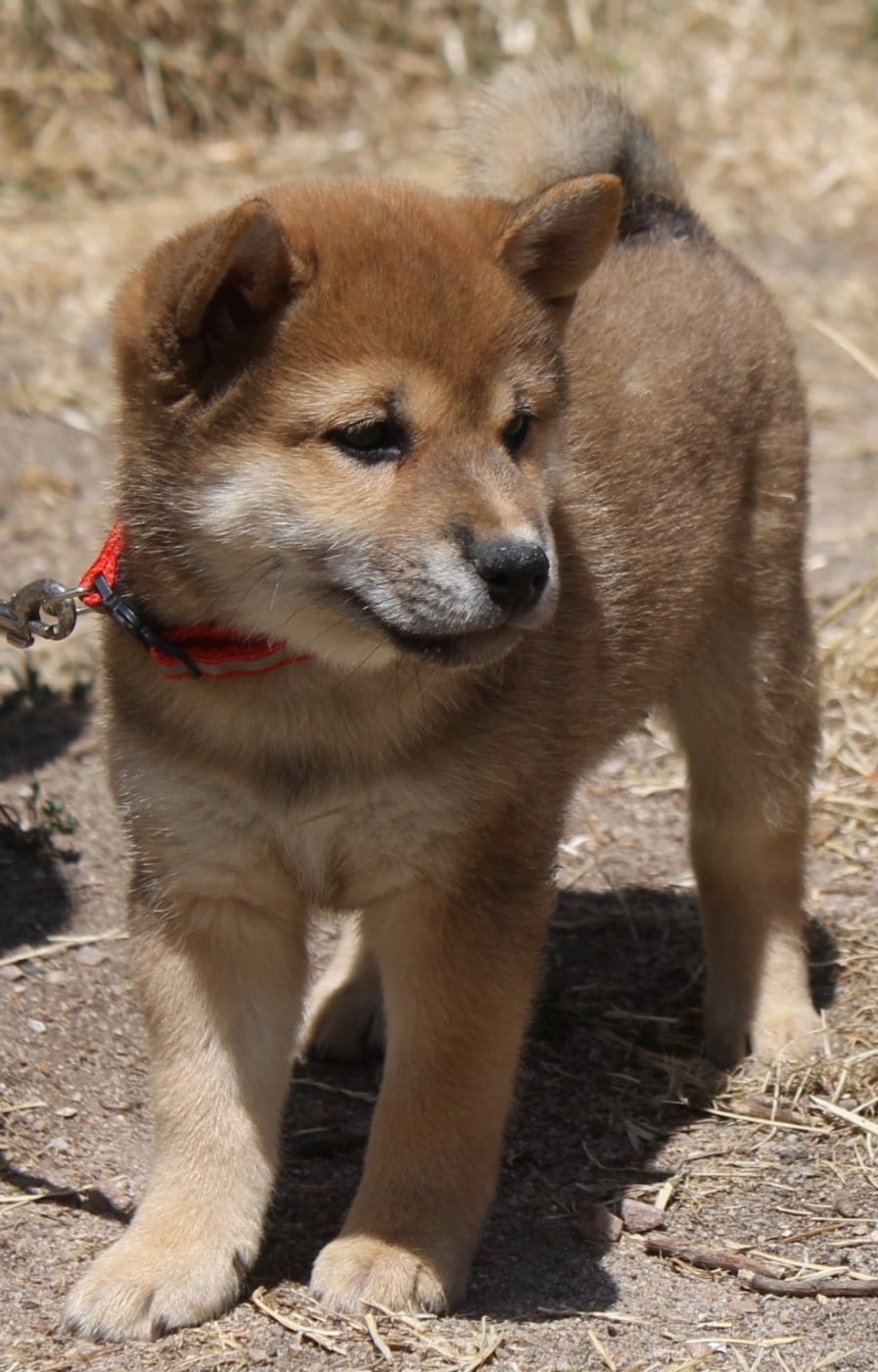 Chiot N°4