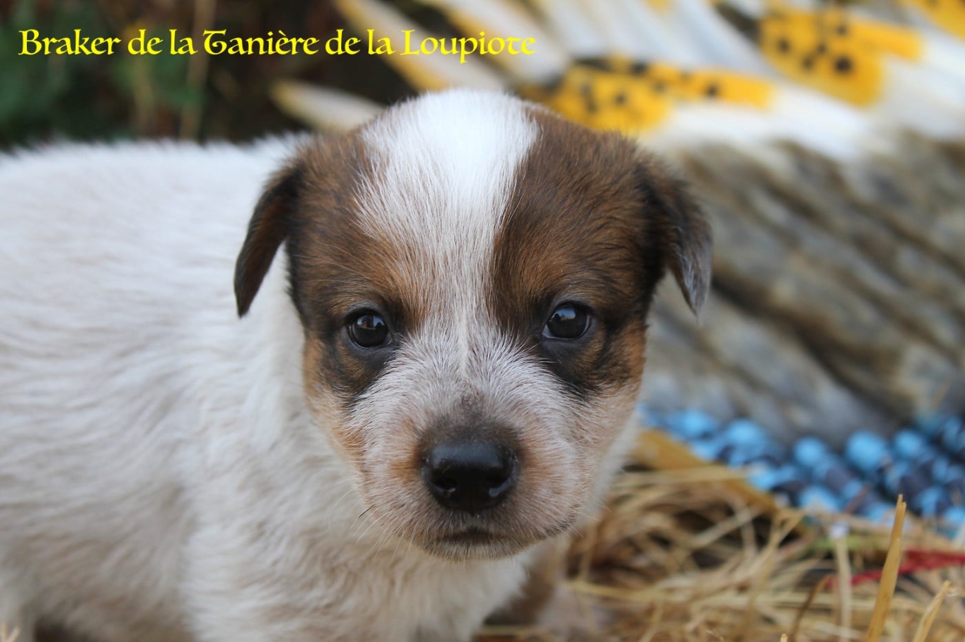 Bouvier australien - De La Tanière De La Loupiote