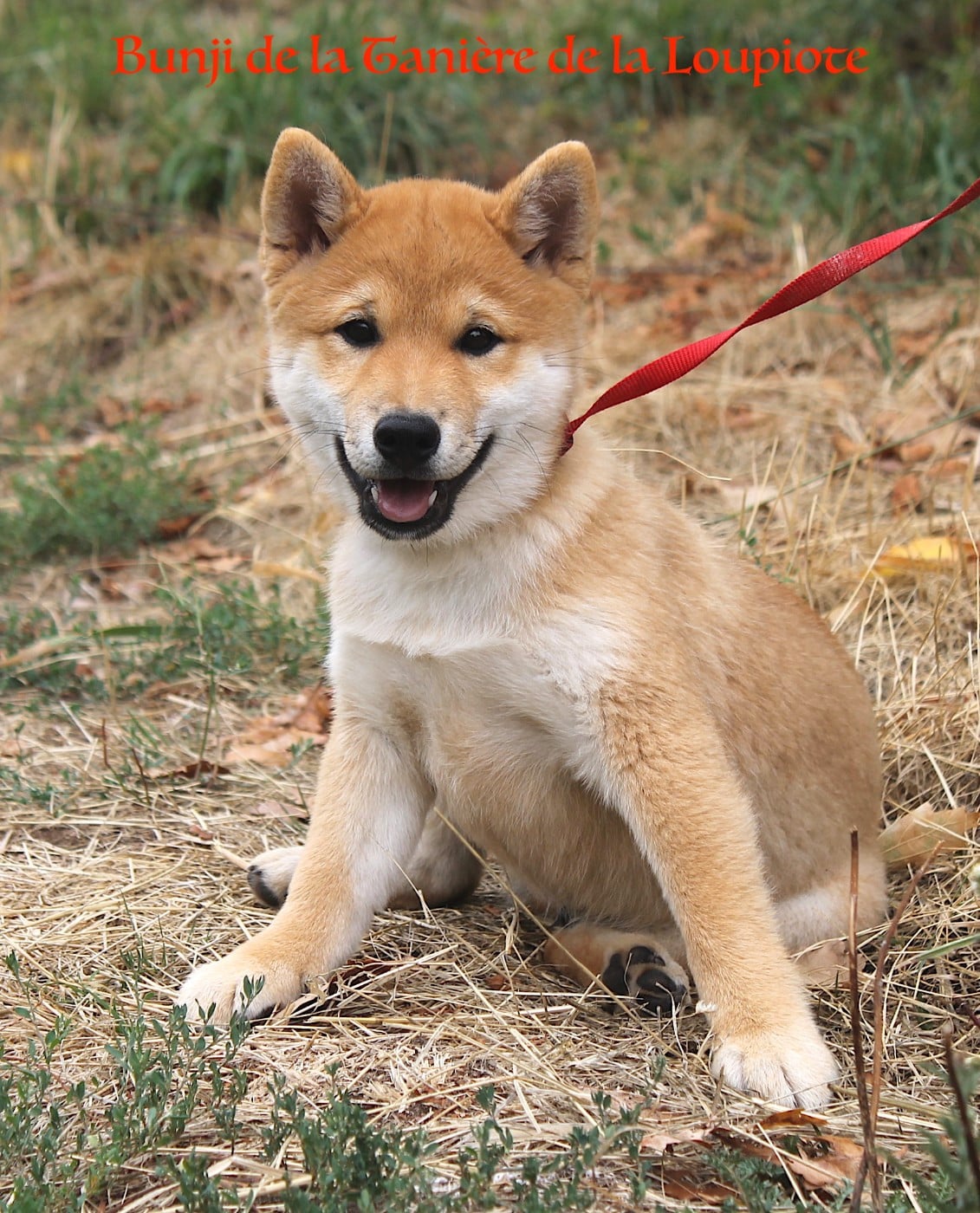Shiba - De La Tanière De La Loupiote