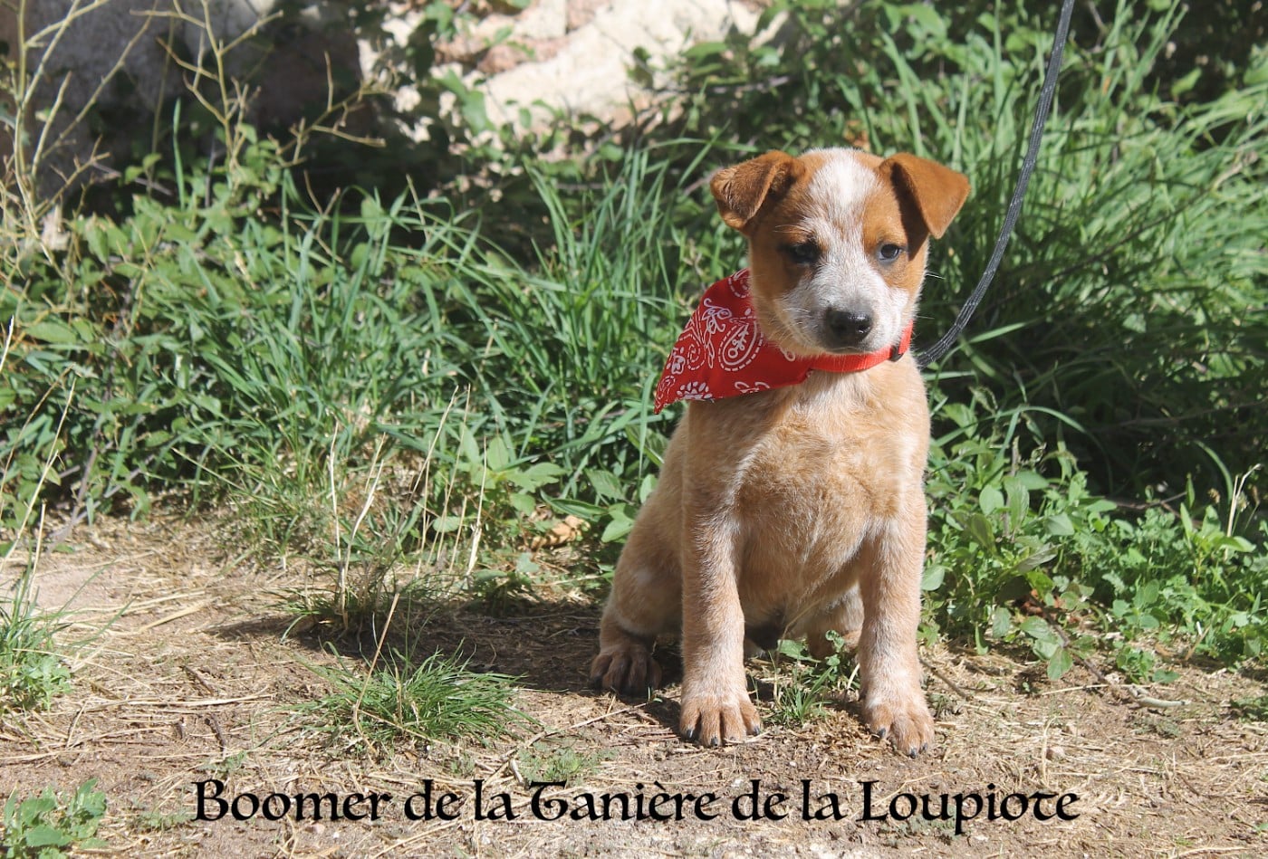 Bouvier australien - De La Tanière De La Loupiote