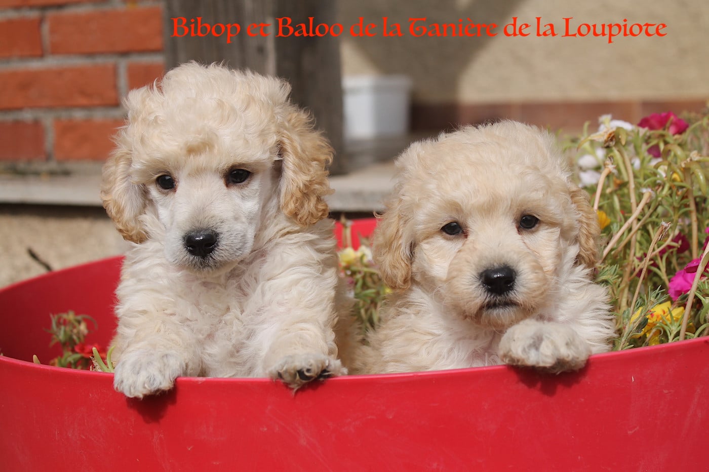 Caniche - De La Tanière De La Loupiote