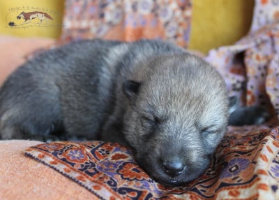 Les chiots de Chien-loup tchecoslovaque