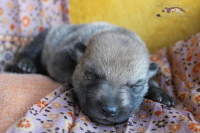 Les chiots de Chien-loup tchecoslovaque