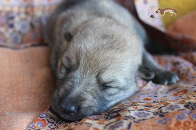Les chiots de Chien-loup tchecoslovaque