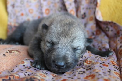 Les chiots de Chien-loup tchecoslovaque