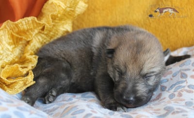 Les chiots de Chien-loup tchecoslovaque