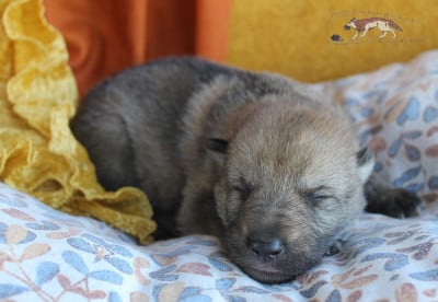 Les chiots de Chien-loup tchecoslovaque