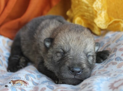 Les chiots de Chien-loup tchecoslovaque