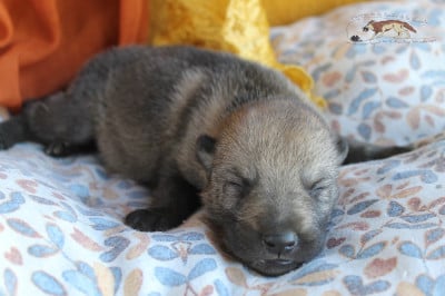 Les chiots de Chien-loup tchecoslovaque