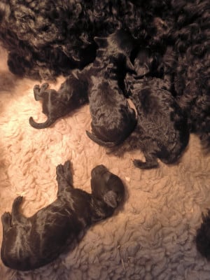 Les chiots de Caniche