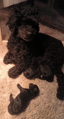 Les chiots de Caniche