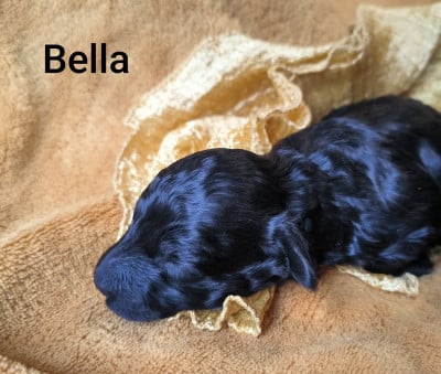 Les chiots de Caniche