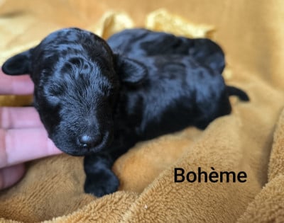 Les chiots de Caniche