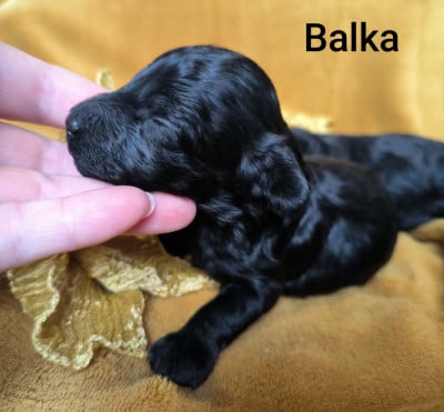 Les chiots de Caniche